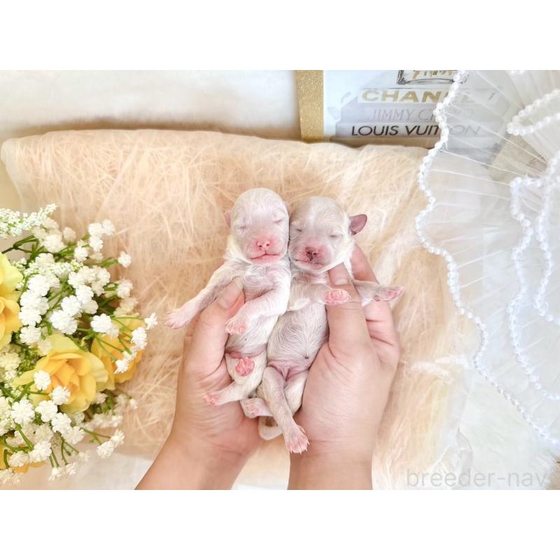 販売中の大阪府のミックス犬-420743の2枚目