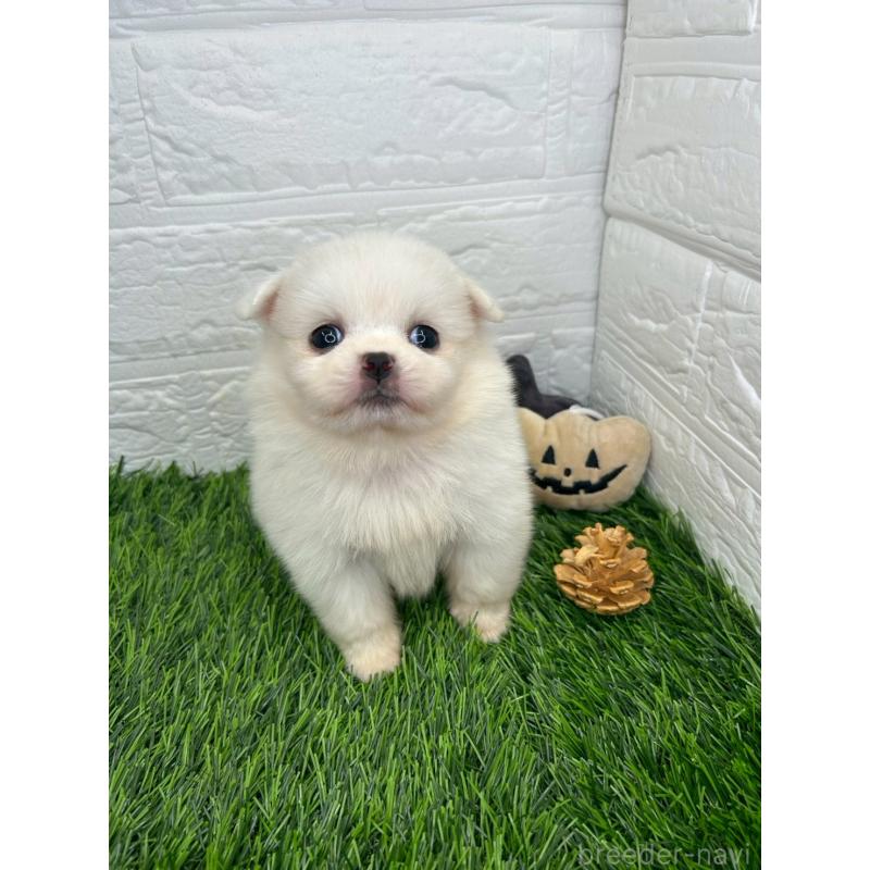 販売中の茨城県のミックス犬-420745の16枚目