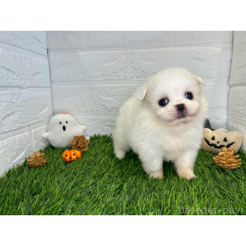 販売中の茨城県のミックス犬-420745の15枚目