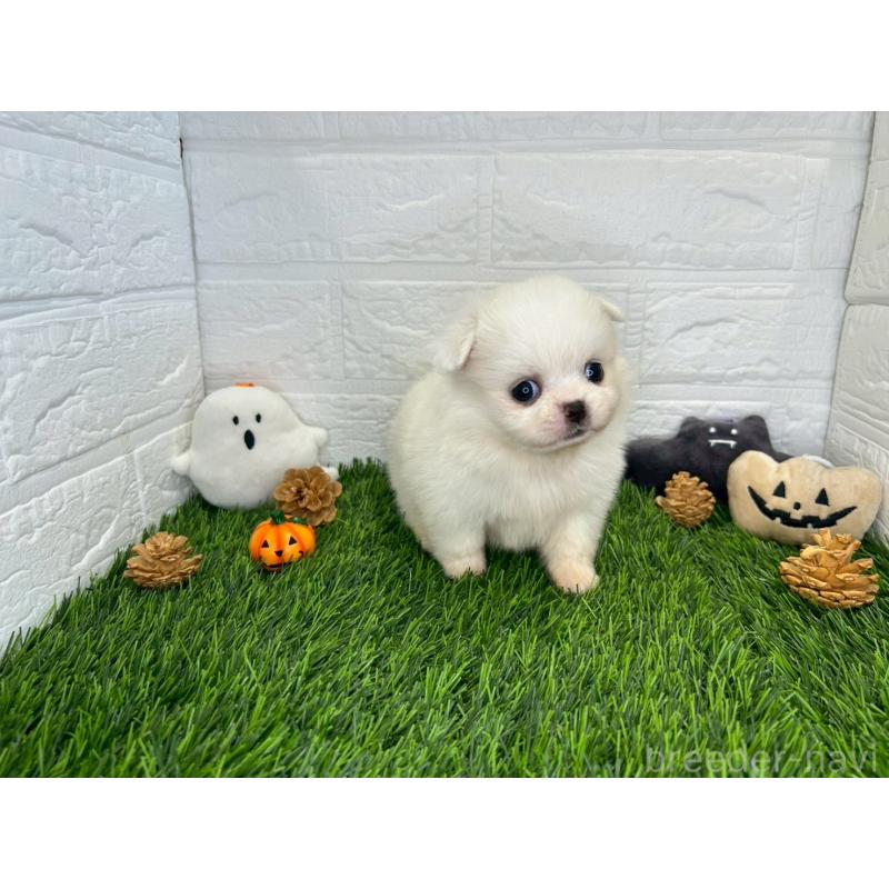 販売中の茨城県のミックス犬-420745の13枚目