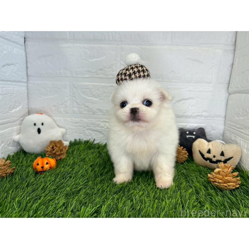 販売中の茨城県のミックス犬-420745の12枚目