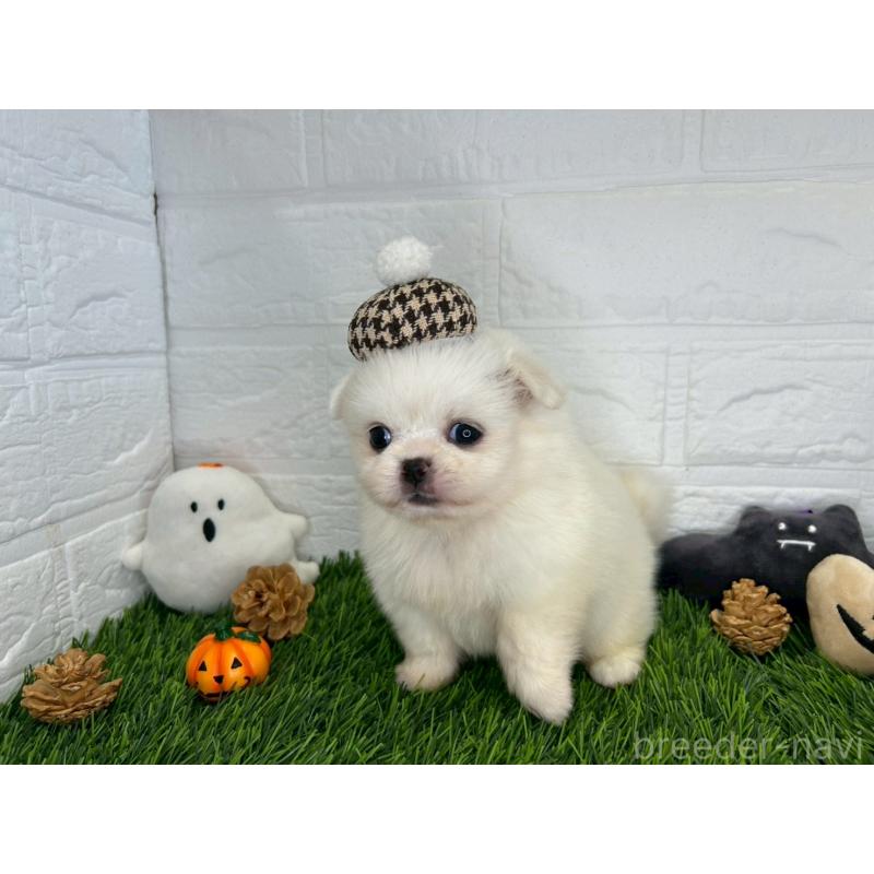 販売中の茨城県のミックス犬-420745の11枚目