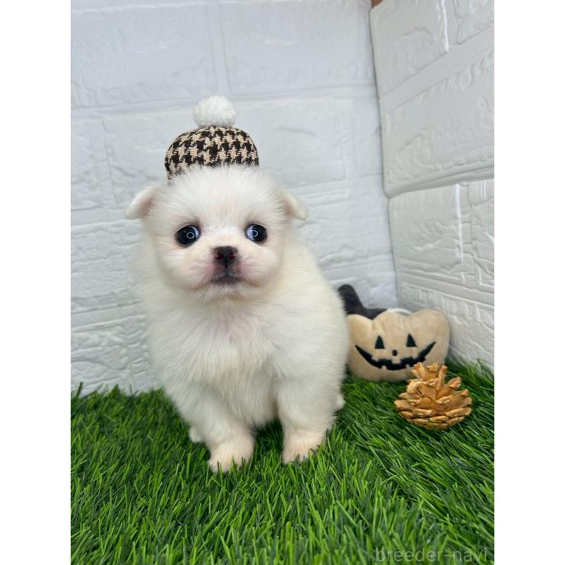 販売中の茨城県のミックス犬-420745の10枚目