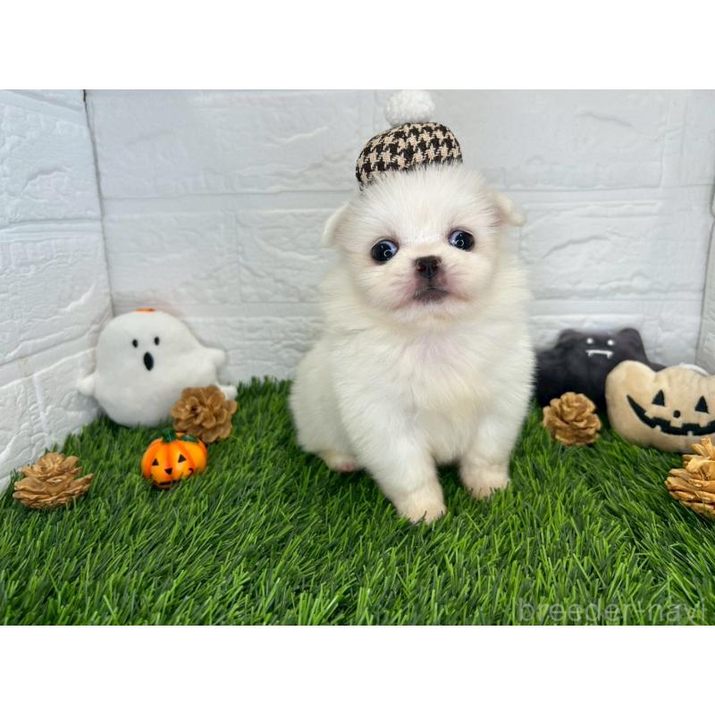 販売中の茨城県のミックス犬-420745の9枚目