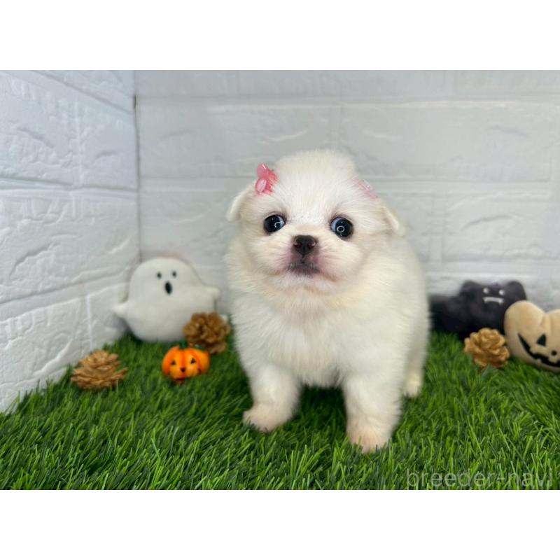 販売中の茨城県のミックス犬-420745の8枚目