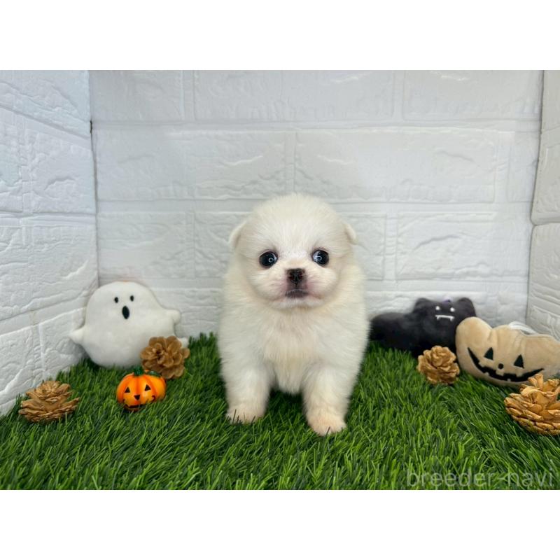 販売中の茨城県のミックス犬-420745の7枚目