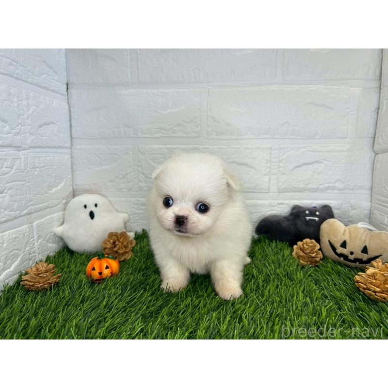 販売中の茨城県のミックス犬-420745の6枚目