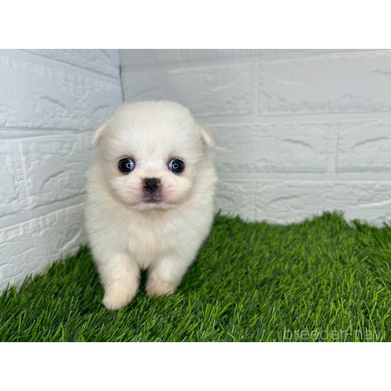 販売中の茨城県のミックス犬-420745の5枚目