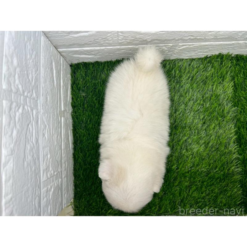 販売中の茨城県のミックス犬-420745の4枚目