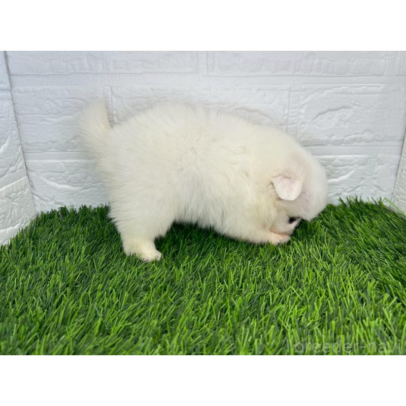 販売中の茨城県のミックス犬-420745の3枚目