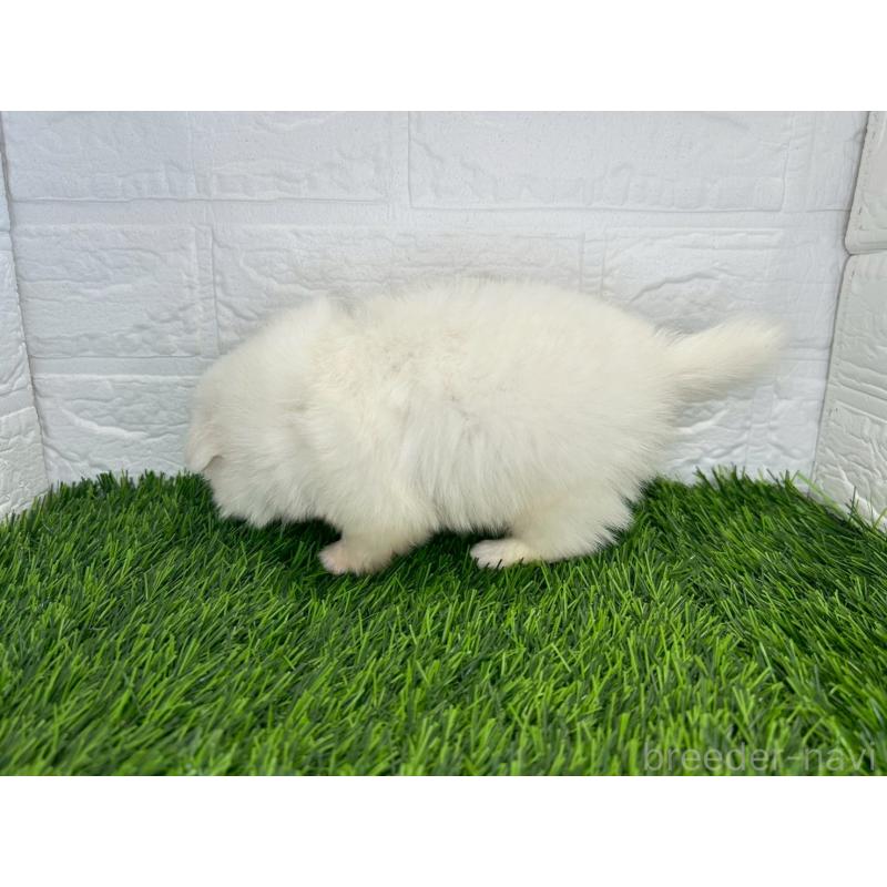 販売中の茨城県のミックス犬-420745の2枚目