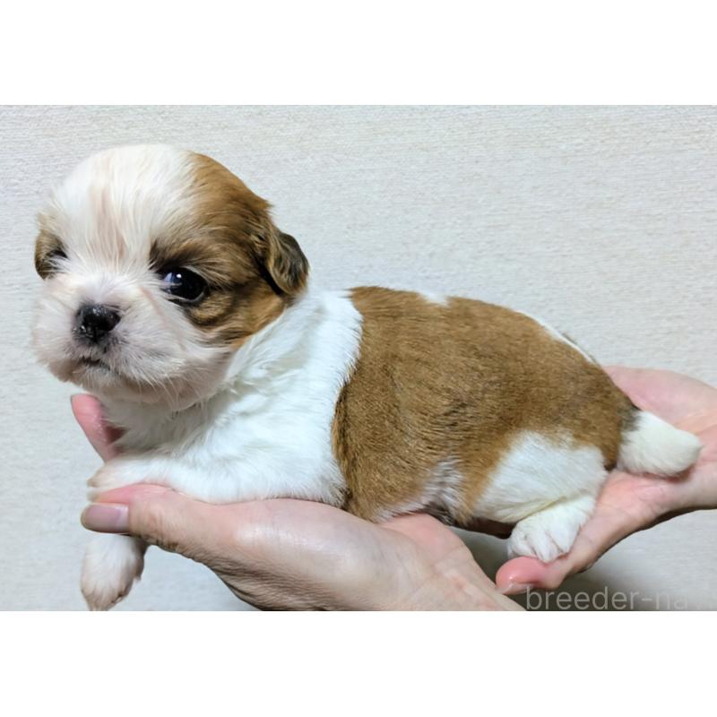 販売中の愛知県のシーズー-420750の4枚目