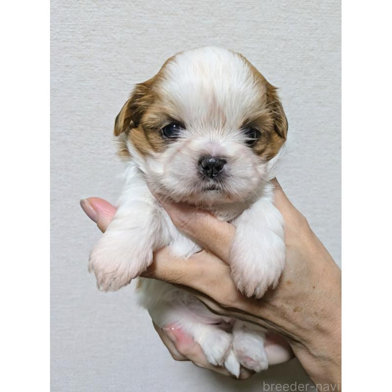販売中の愛知県のシーズー-420750の2枚目