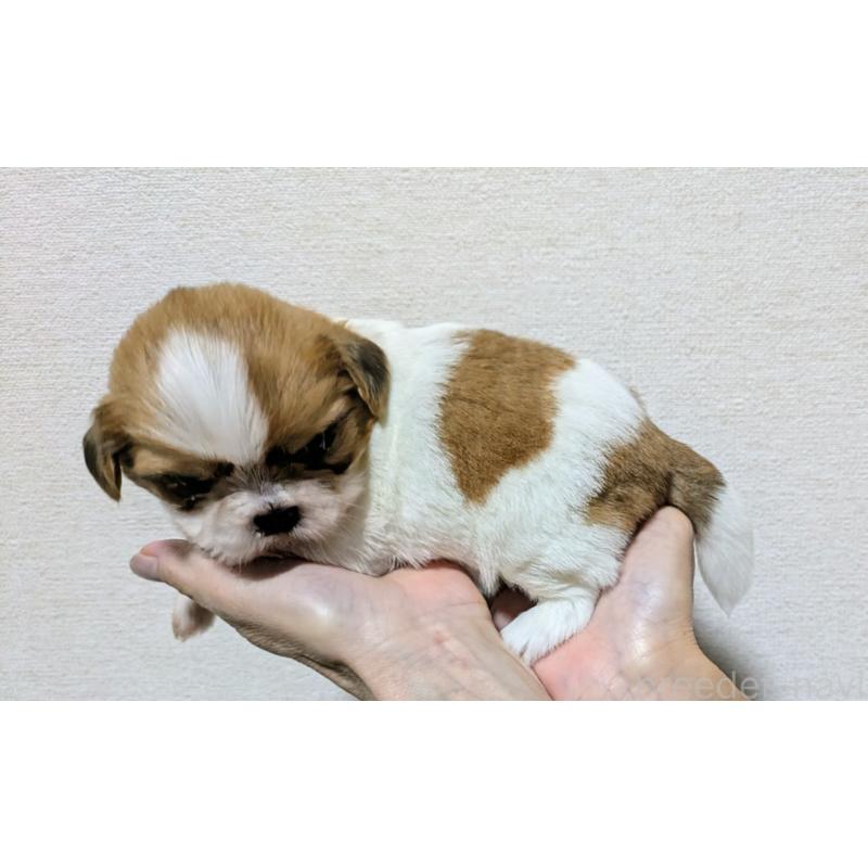 販売中の愛知県のシーズー-420753の4枚目