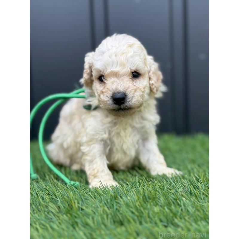 販売中の長野県のトイプードル-418626の4枚目