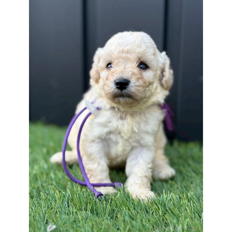 成約済の長野県のトイプードル-418623の3枚目