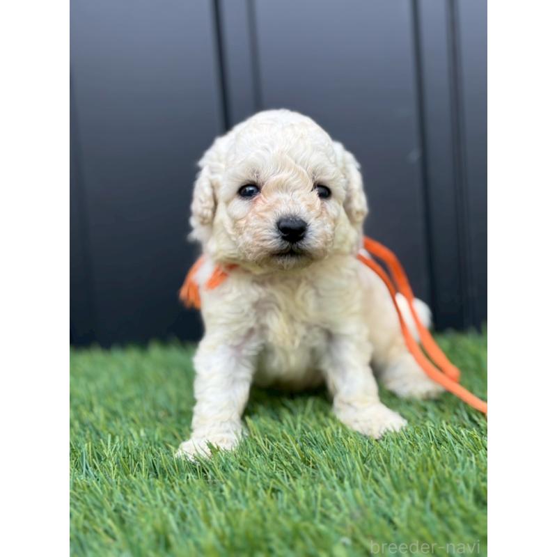 成約済の長野県のトイプードル-418622の2枚目