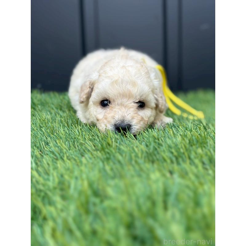 成約済の長野県のトイプードル-418621の3枚目