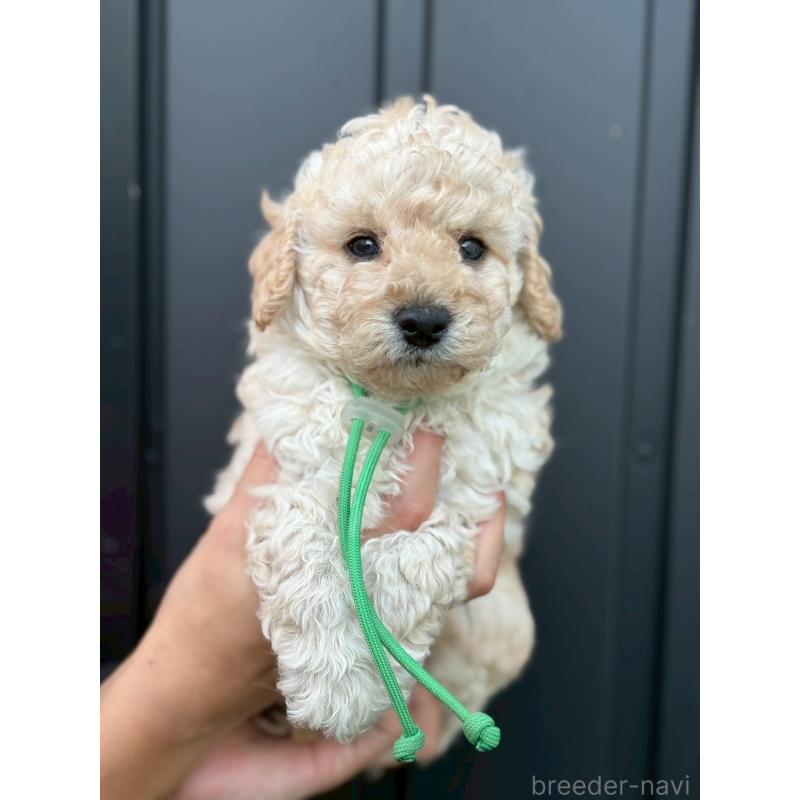 成約済の長野県のトイプードル-418619の3枚目