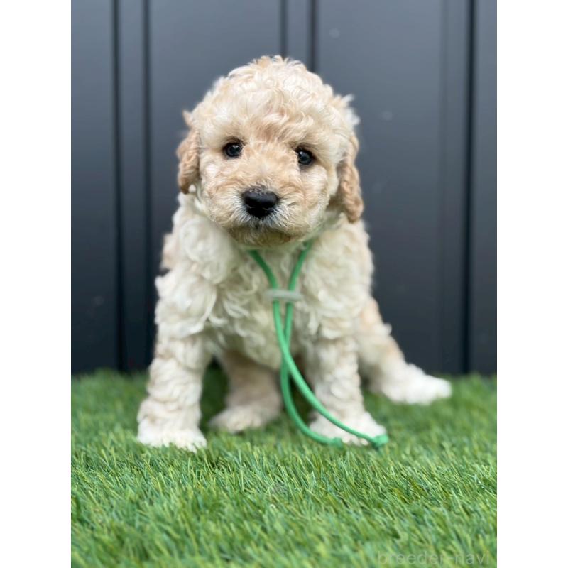 販売中の長野県のトイプードル-418619