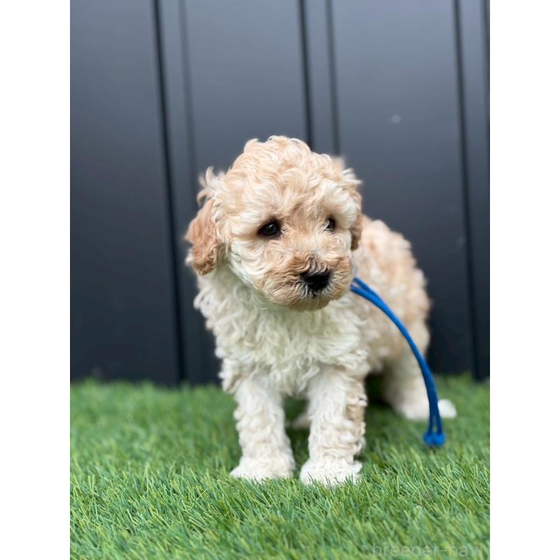 成約済の長野県のトイプードル-418618の3枚目