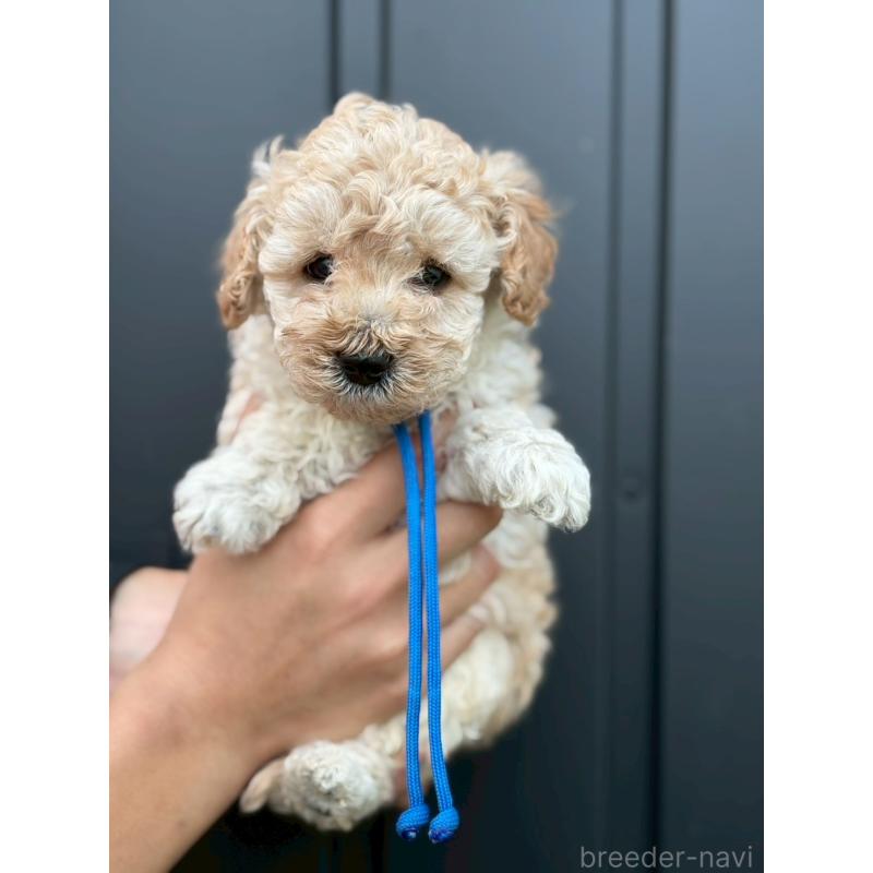 成約済の長野県のトイプードル-418618の2枚目