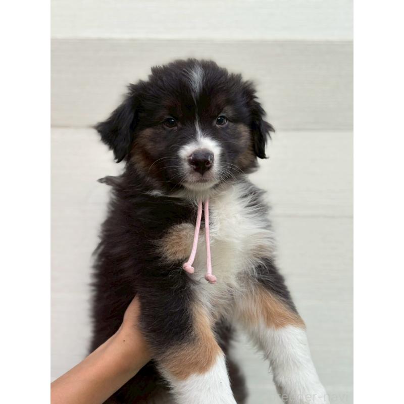 販売中の長野県のオーストラリアンシェパード-413866の3枚目