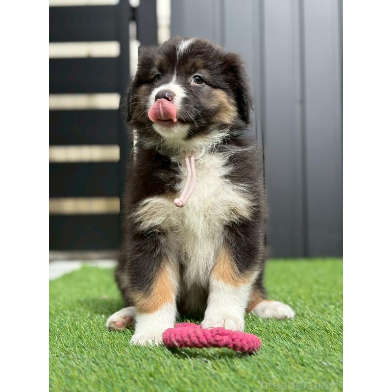 販売中の長野県のオーストラリアンシェパード-413866の2枚目