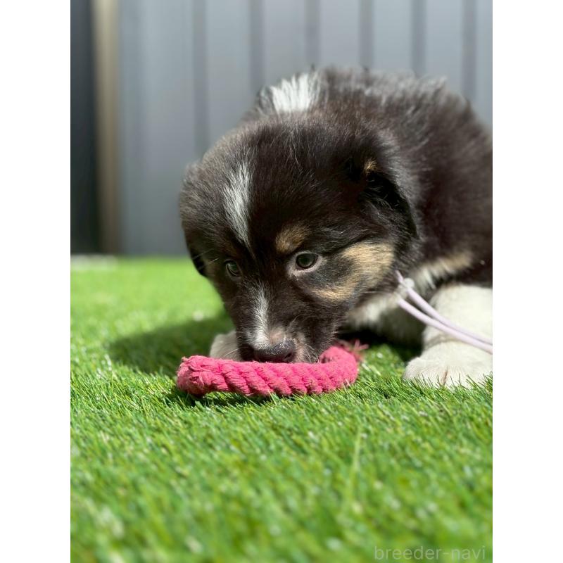 販売中の長野県のオーストラリアンシェパード-413862の3枚目