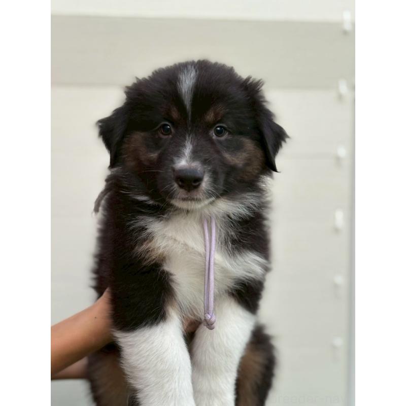 販売中の長野県のオーストラリアンシェパード-413862の2枚目