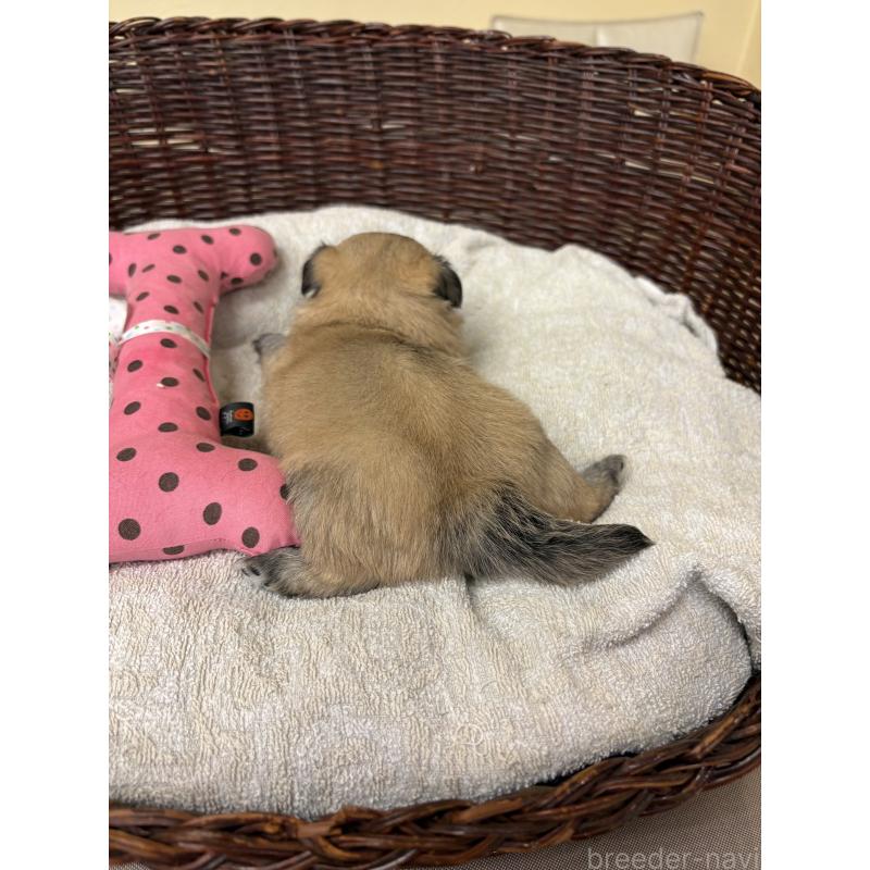 販売中の愛知県のチワワ(ロングコート)-420757の3枚目