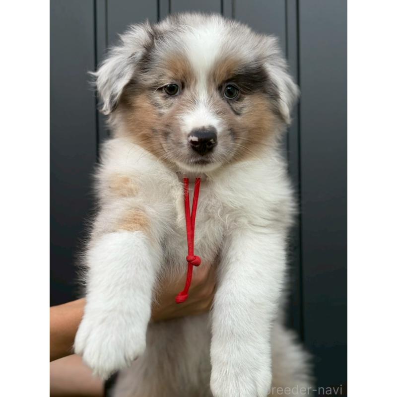 販売中の長野県のオーストラリアンシェパード-413861の2枚目