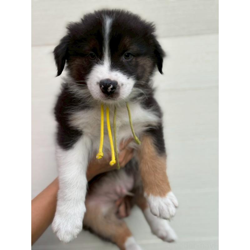 商談中の長野県のオーストラリアンシェパード-413859の3枚目