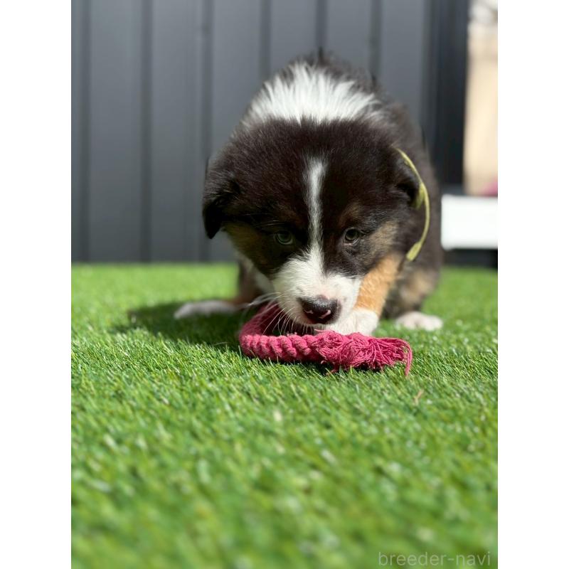 商談中の長野県のオーストラリアンシェパード-413859の2枚目