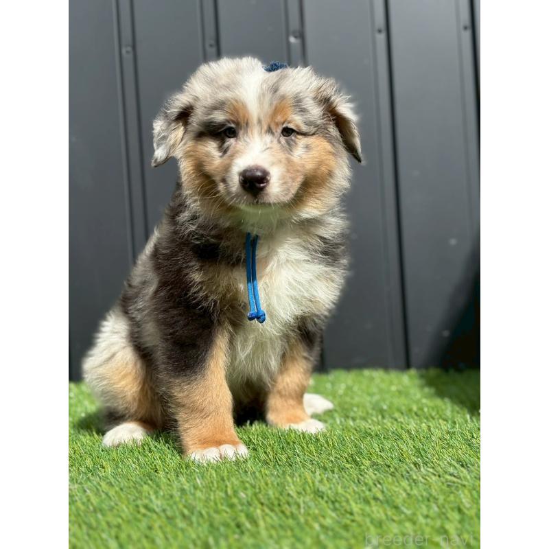 商談中の長野県のオーストラリアンシェパード-413856の3枚目