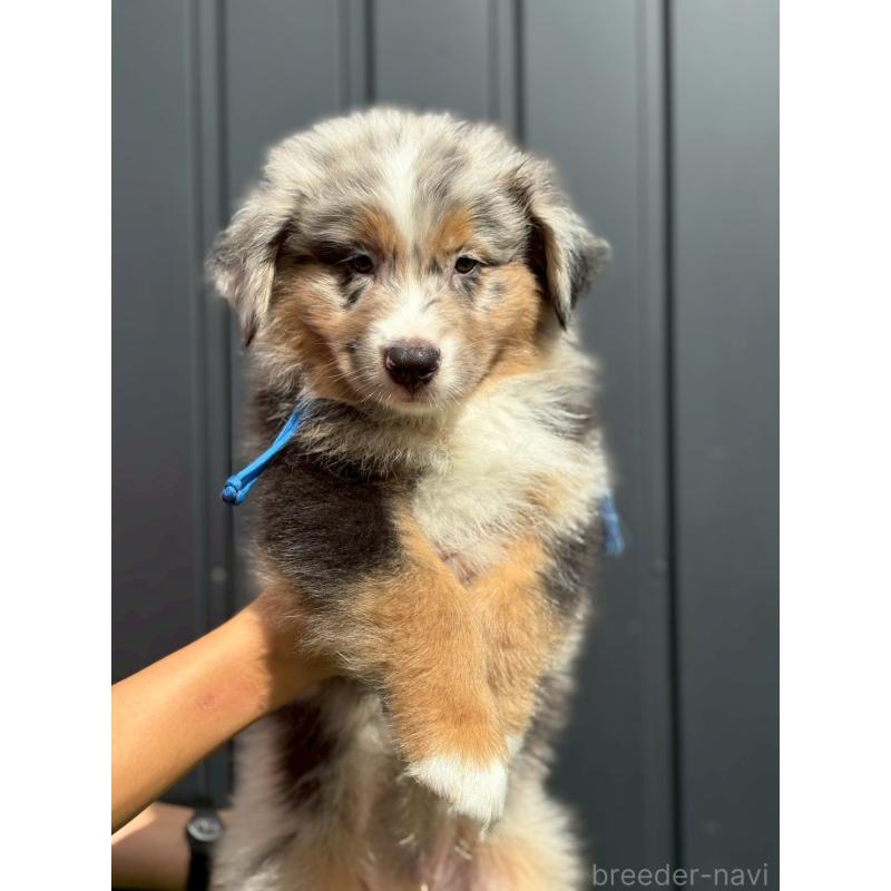 商談中の長野県のオーストラリアンシェパード-413856の2枚目