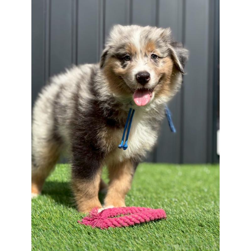 商談中の長野県のオーストラリアンシェパード-413856の1枚目