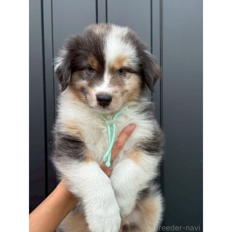 販売中の長野県のオーストラリアンシェパード-413857の3枚目