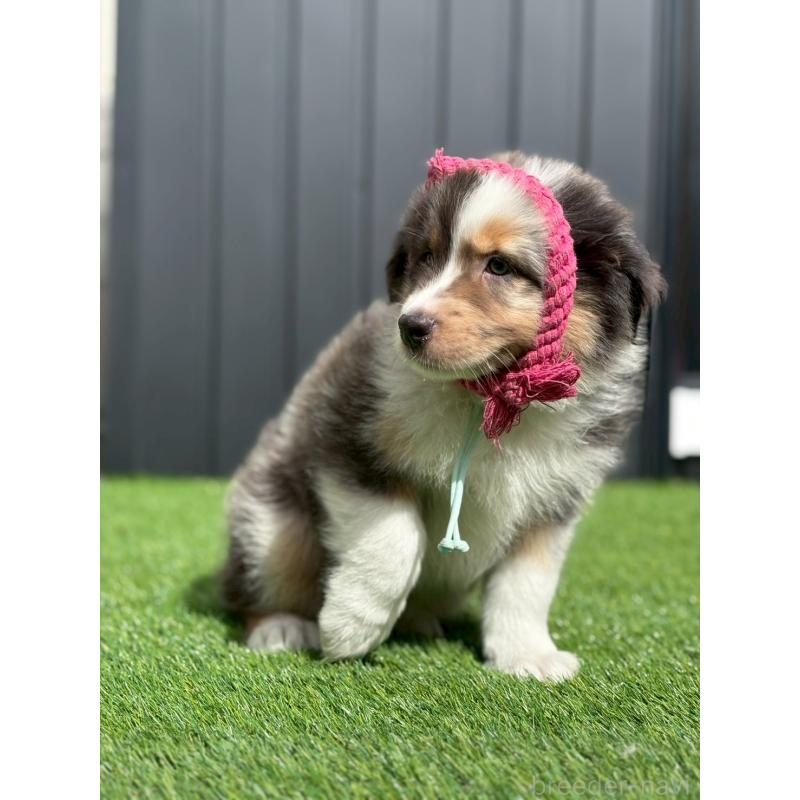 販売中の長野県のオーストラリアンシェパード-413857の2枚目