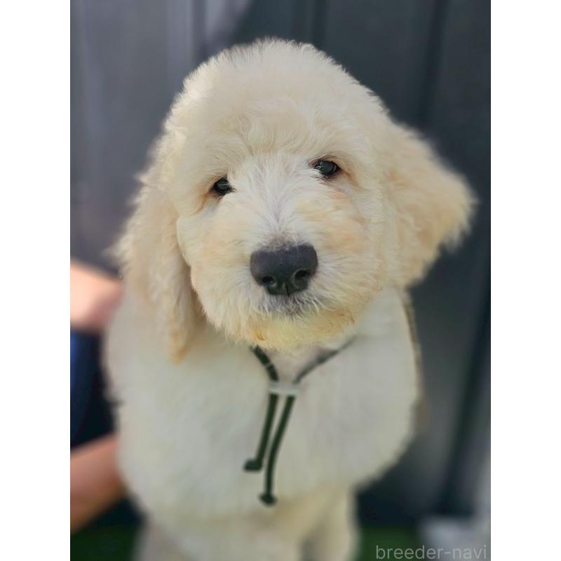 成約済の長野県のスタンダードプードル-414241の1枚目