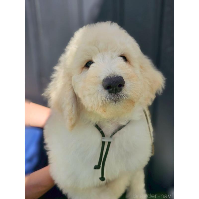 成約済の長野県のスタンダードプードル-414241の2枚目