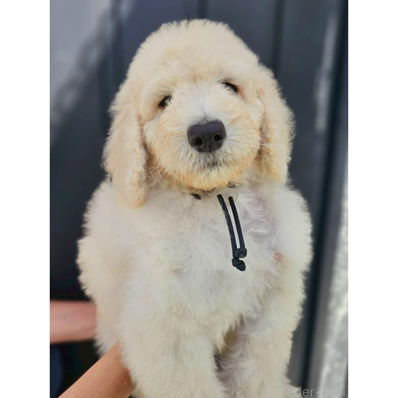 成約済の長野県のスタンダードプードル-414240の2枚目