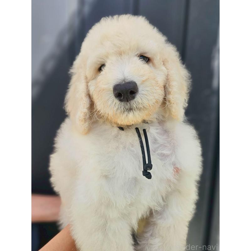 成約済の長野県のスタンダードプードル-414240