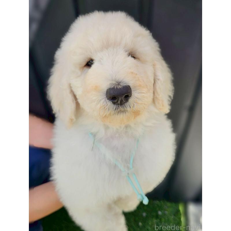 成約済の長野県のスタンダードプードル-414239の4枚目