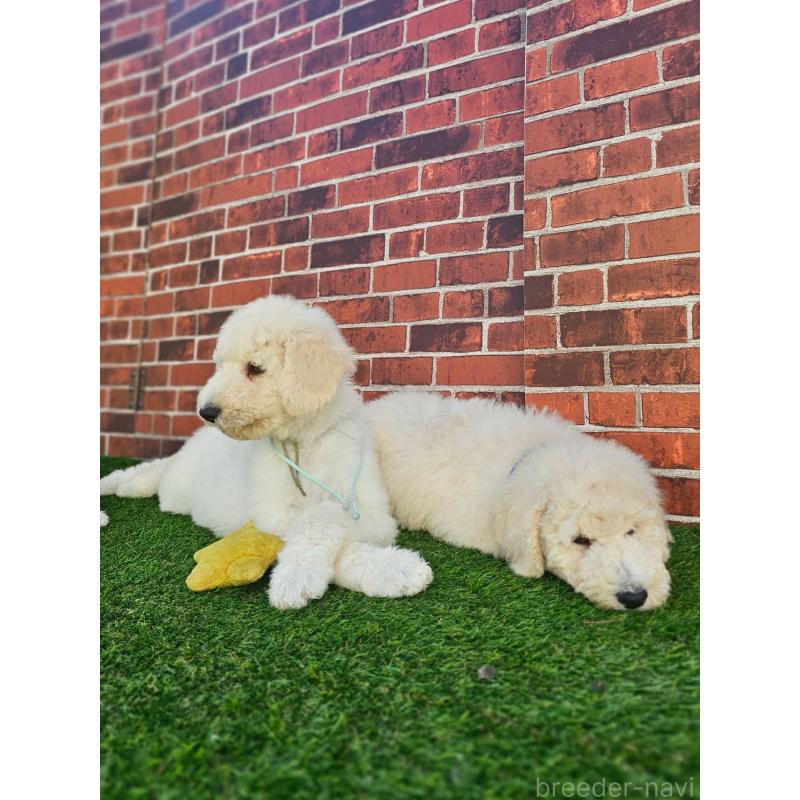 成約済の長野県のスタンダードプードル-414239の2枚目