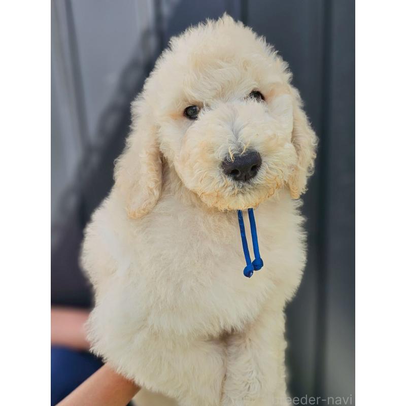 成約済の長野県のスタンダードプードル-414238の2枚目