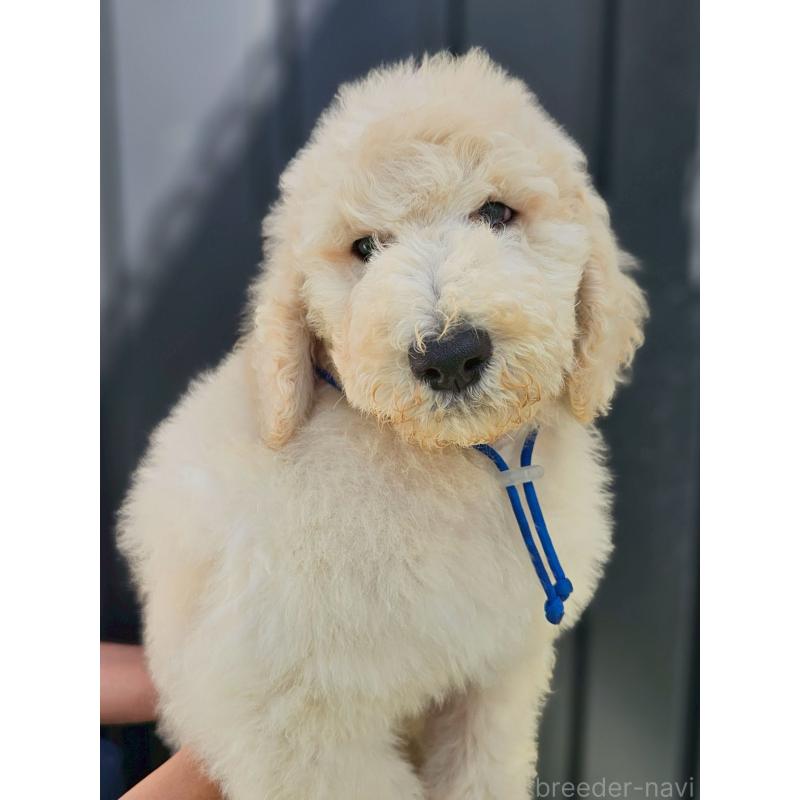 成約済の長野県のスタンダードプードル-414238