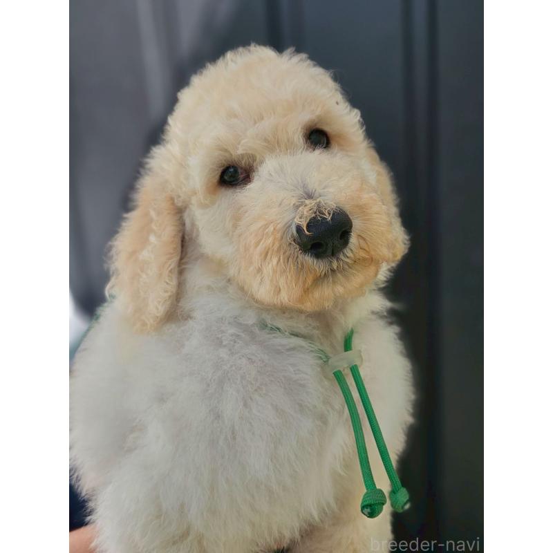 成約済の長野県のスタンダードプードル-414237