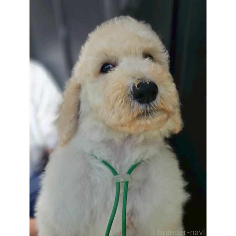 成約済の長野県のスタンダードプードル-414237の3枚目