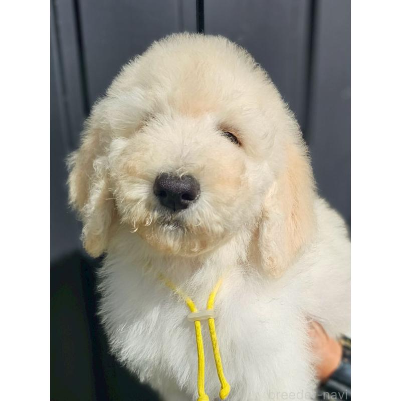 成約済の長野県のスタンダードプードル-414235